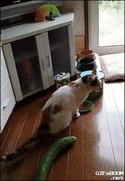Anti-gravity Cat vs Cucumber. Who will win?