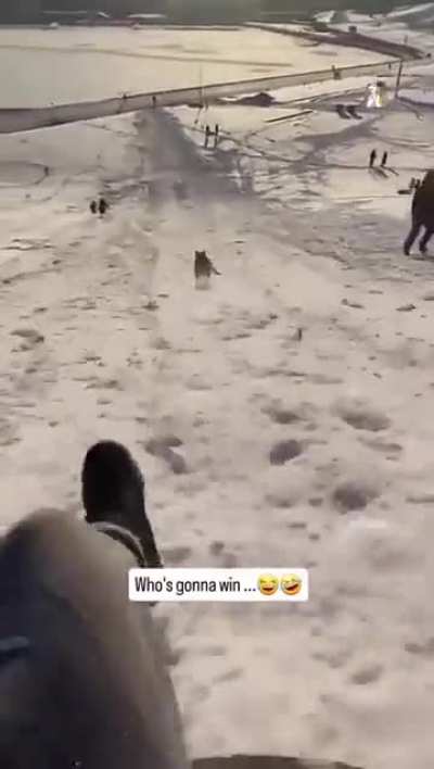 Small pup, speed demon