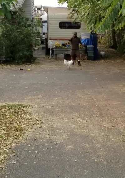 Beware of the Rooster