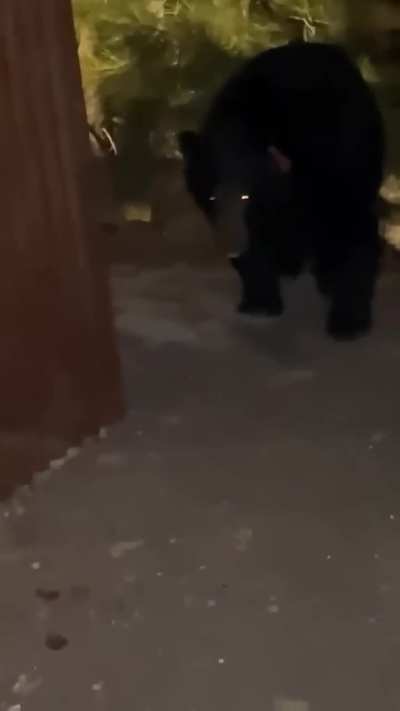 Foo from ES Banning Sapos 13 bangs on a bear (s/o to u/Android80631 and u/tell-talenevermore)