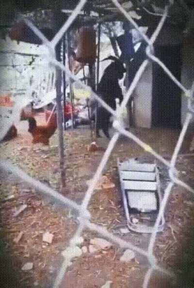 a black goat imitating human by walking with hind legs tricks the chicken into the shack.
