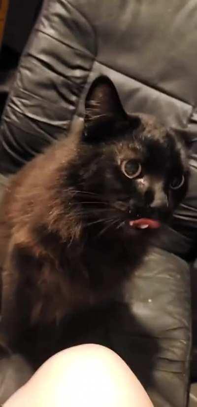 This is what happens when I give my cat wet food...