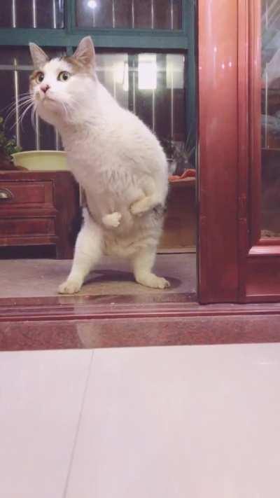 Hello, Little Tyrannosaurus Rex