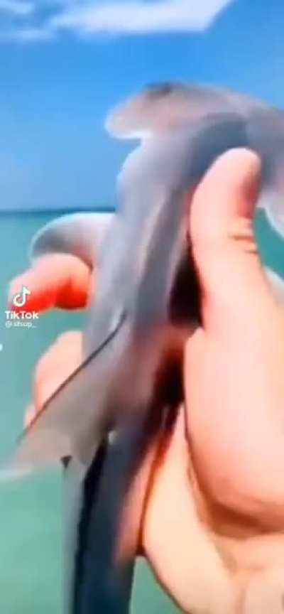 Baby Hammer Head, eeow