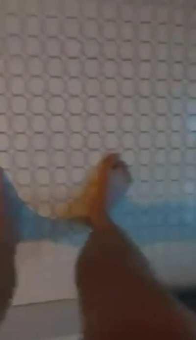 POV of a cock ring camera