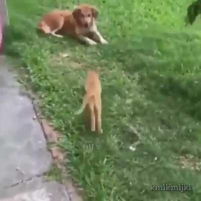 Gato de ataque ativado