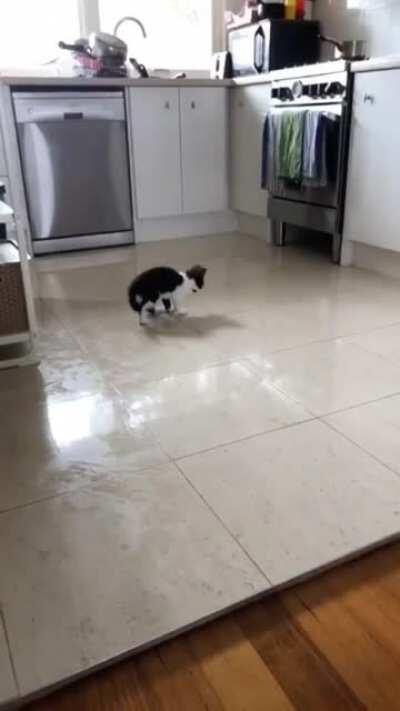 Kitten in a wet floor for the first time (he is not my kitten)