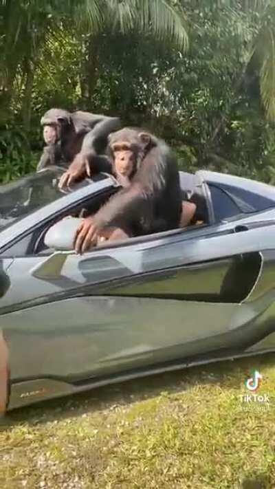 wtf gale y sombare 🐒