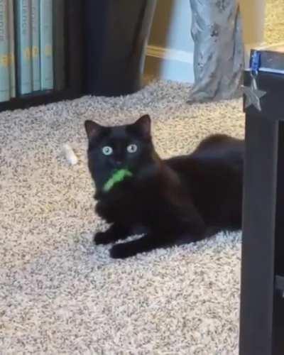 Cat being cute cat, or cat after having been naughty cat?