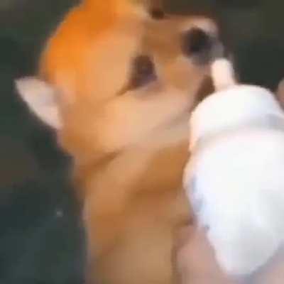 milk dog