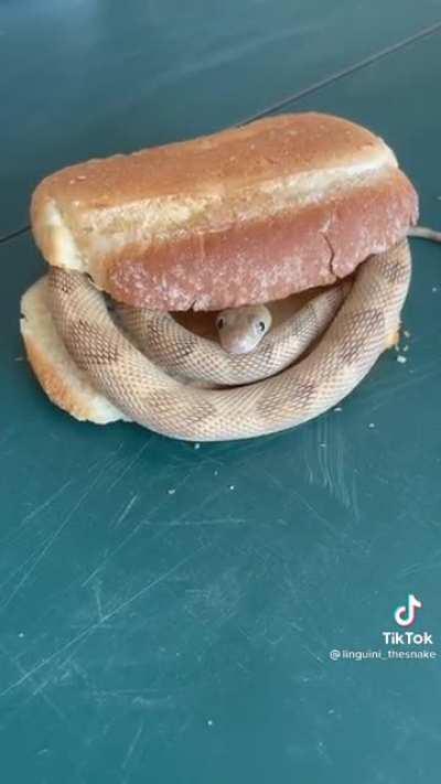 Lil babey (Credit: @linguini_thesnake on TikTok)