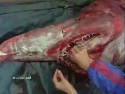 Goblin Shark's Extendable jaws