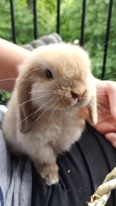 Some slow-mo nose action from Hershey!!