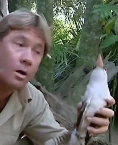 The time Steve Irwin broke up a kookaburra fight.