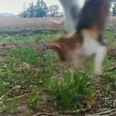 Hunting his mate👀