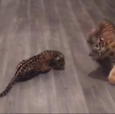 Baby Jaguar meets Baby Tiger.