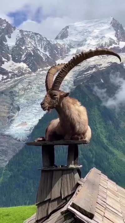 🔥 Ibex on a chimney in Parc de Merlet, France