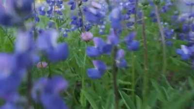 Give C00k a minute, It gets good