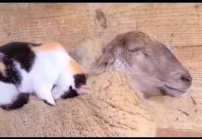 Cat snuggles on top of a sheep which is warm and soft