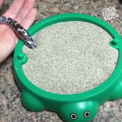 This snake and its new toy.