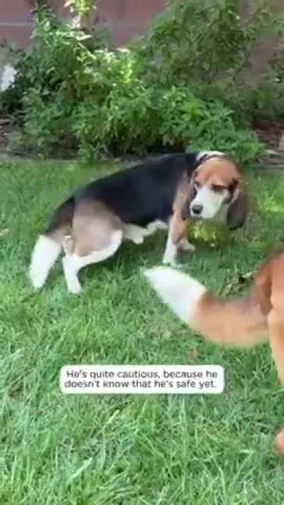 He spent his life confined to a cage, subjected to painful experiments. 💔 Finally, he is free and so loved.❤️