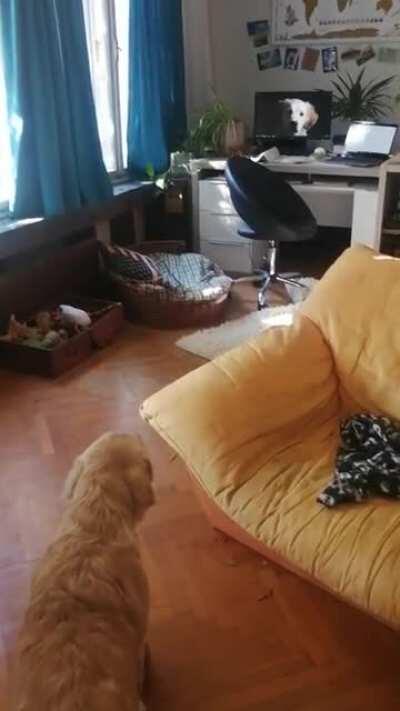 Sister went to see why the dog is going nuts. It's because of her own photo.