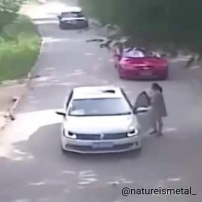 The woman was kidnapped by a tiger