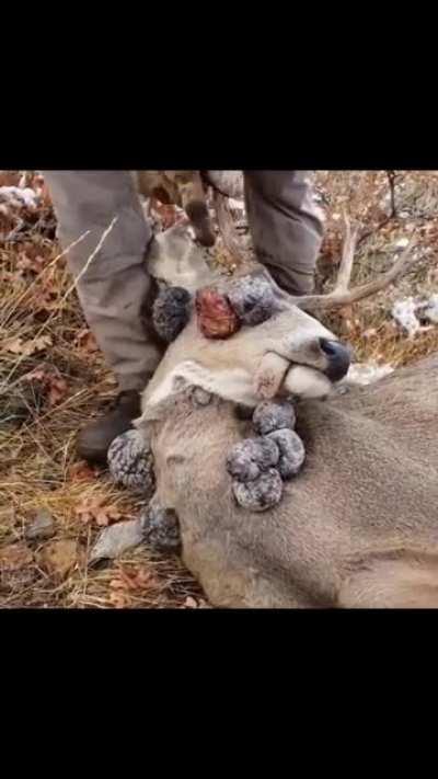 What Happened to this buck?