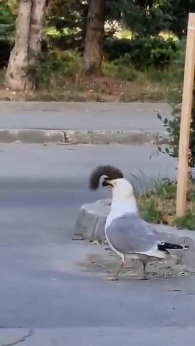 A seagull eats a goddamn squirrel 