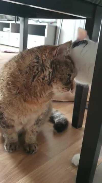 My baby girl had to have 7 teeth extracted and her brother is helping her recover 😇