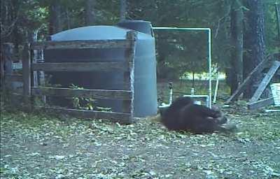 Bear chewing on water hose accidentally slapped himself in the nuts😂