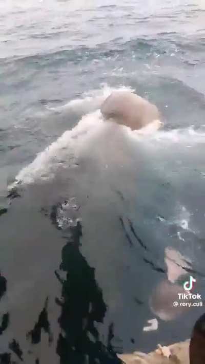 Meet the bottlenose whale !! 