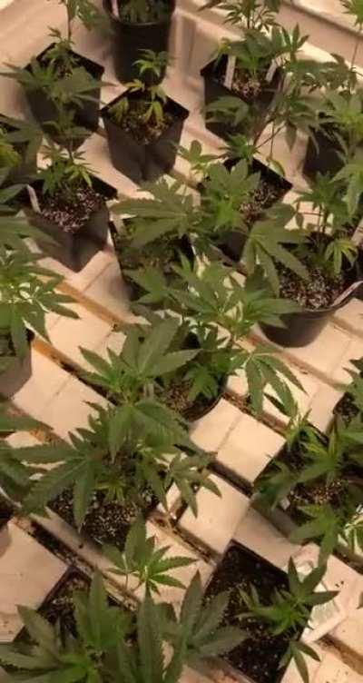 This is week 2 now. A few issues early but they’re going now. Im still learning.