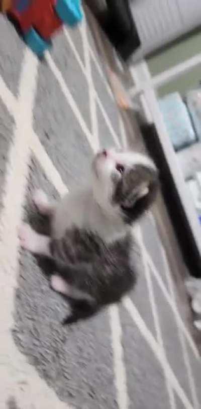 sesame seed is very interested in my baby ❤️