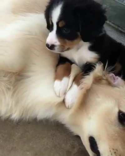 Good to accept it now. It's only going to get more inevitable when that puppy gets big.