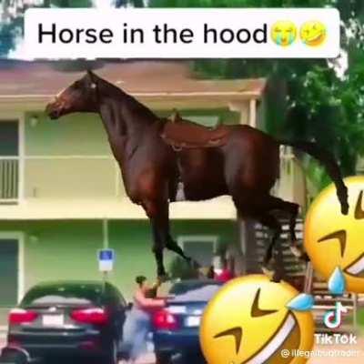 Horse in the hood