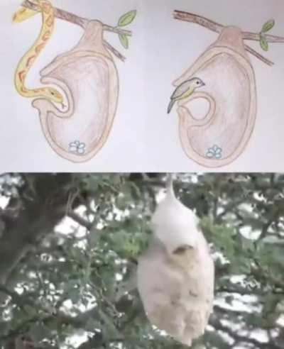 The weaver bird that builds a second (false) door to its nest to protect its eggs from snakes.