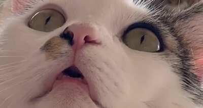 My derpy male tabby staring at a reflection on the wall