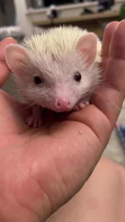 Lick-wink-lick-sniff-sniff