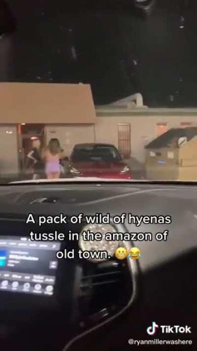 To break up a cat-fight