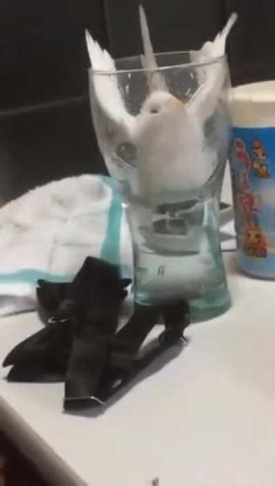 Bird holds onto side of glass as it tries to escape a cup of water.