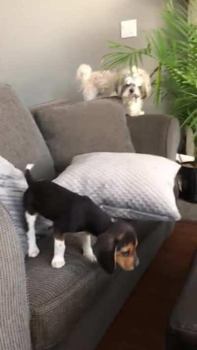 Our beagle puppy derping her way into the world