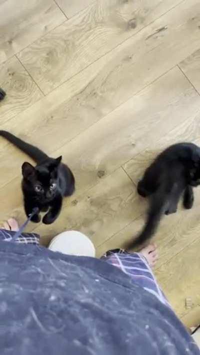 I can’t walk anywhere in the house without these two harassing me like I’m a giant cat toy