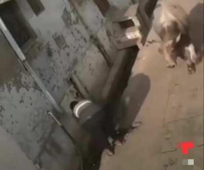 Letting intrusive thoughts win.