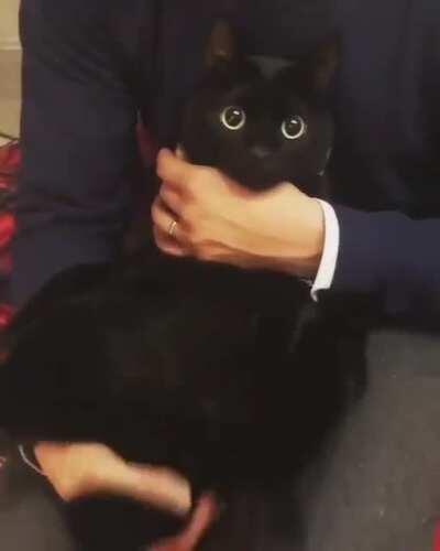 A flabby black cat