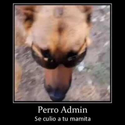 Perro admin 😎