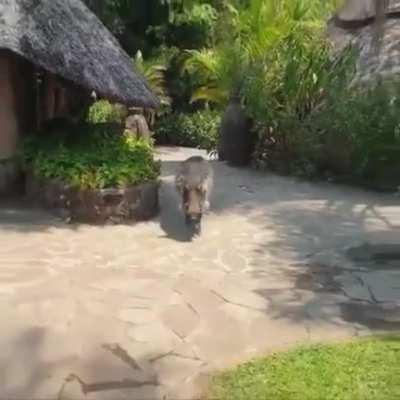 Trying to pet a wild warthog