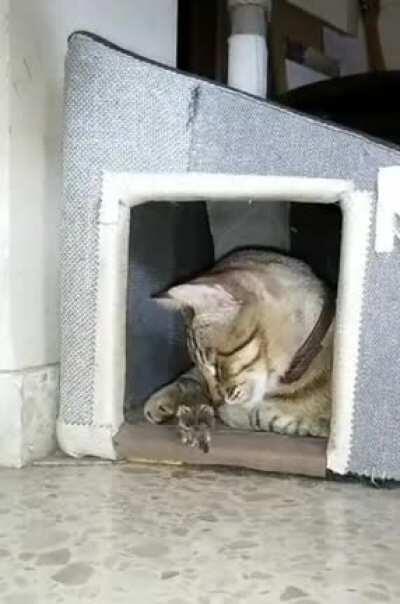 I Tawt I Taw a Puddy Tat