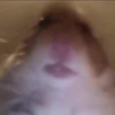 Cursed_Hamster