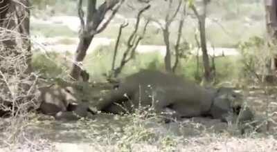 With all the kak going on, here's something that we can laugh at!